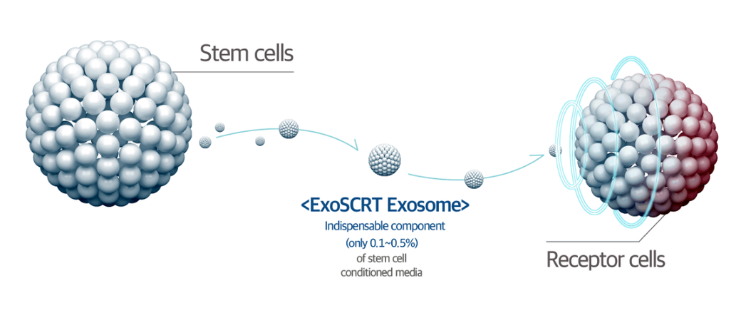 กระบวนการทำงานของ exosome