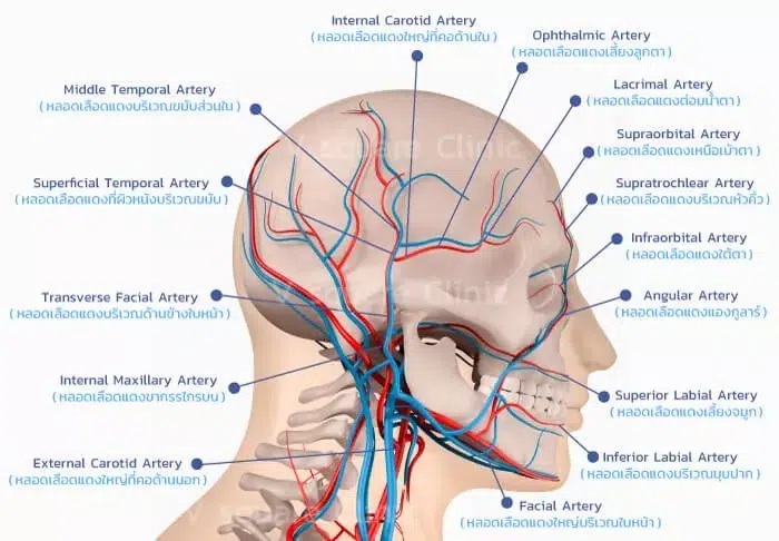 เส้นเลือดบริเวณใบหน้าจุดเสี่ยงฉีด Filler แล้วตาบอด